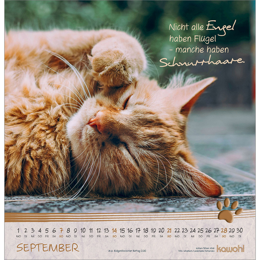 Bild: 9783754829851 | Kleine Katzen-Tatzen 2025 | Kalender | Spiralbindung. Spiralbindung