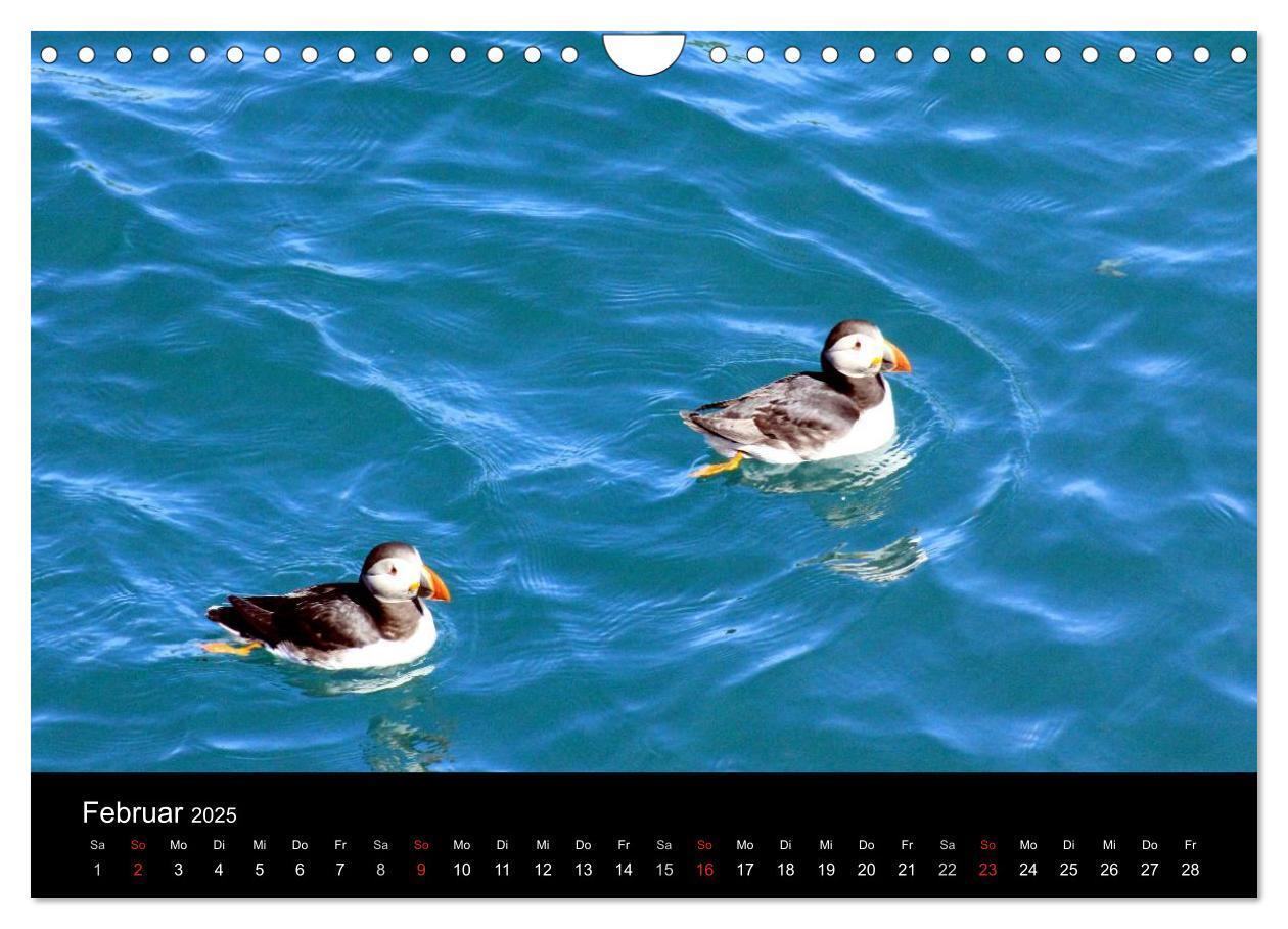 Bild: 9783435808038 | Puffins, Papageitauchern ganz nah (Wandkalender 2025 DIN A4 quer),...