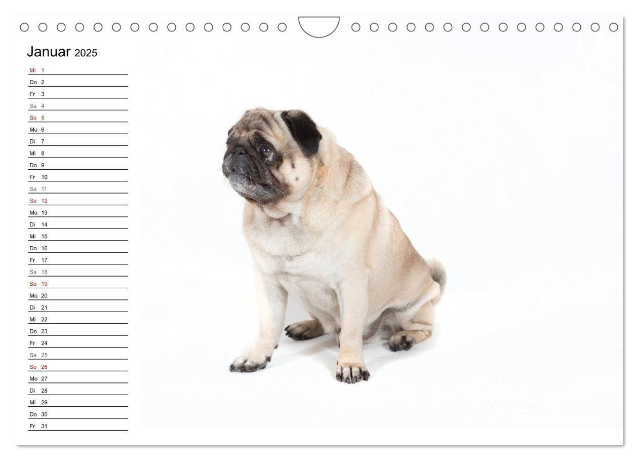 Bild: 9783435540709 | Mops - unwiderstehlich und charmant (Wandkalender 2025 DIN A4...