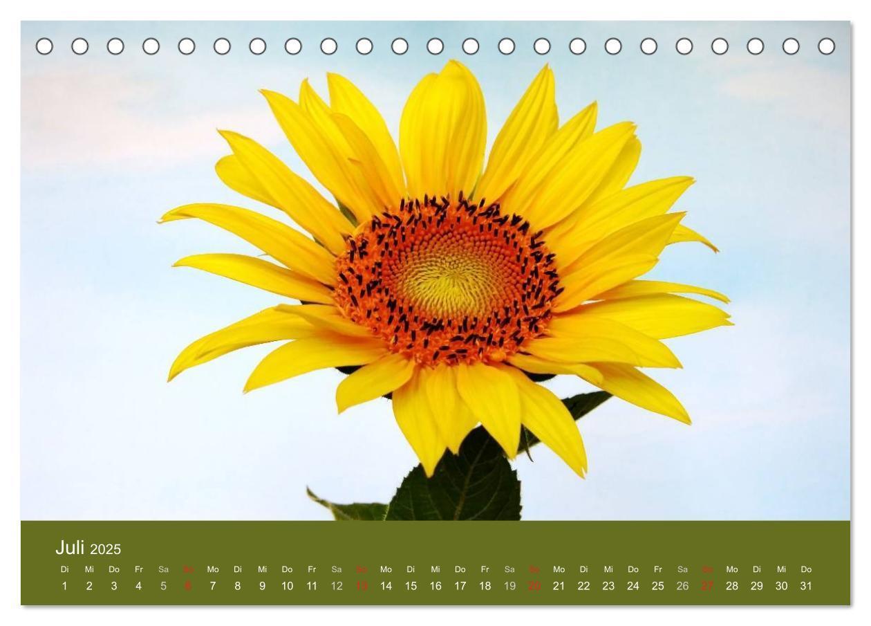 Bild: 9783435798957 | Sonnenblumen - die Blumen der Lebensfreude (Tischkalender 2025 DIN...