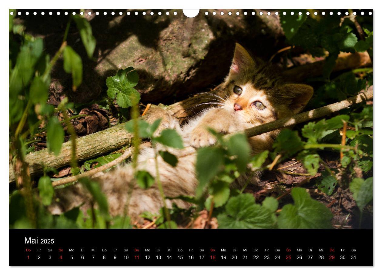 Bild: 9783435390991 | Wildkatzen - scheue Samtpfoten (Wandkalender 2025 DIN A3 quer),...