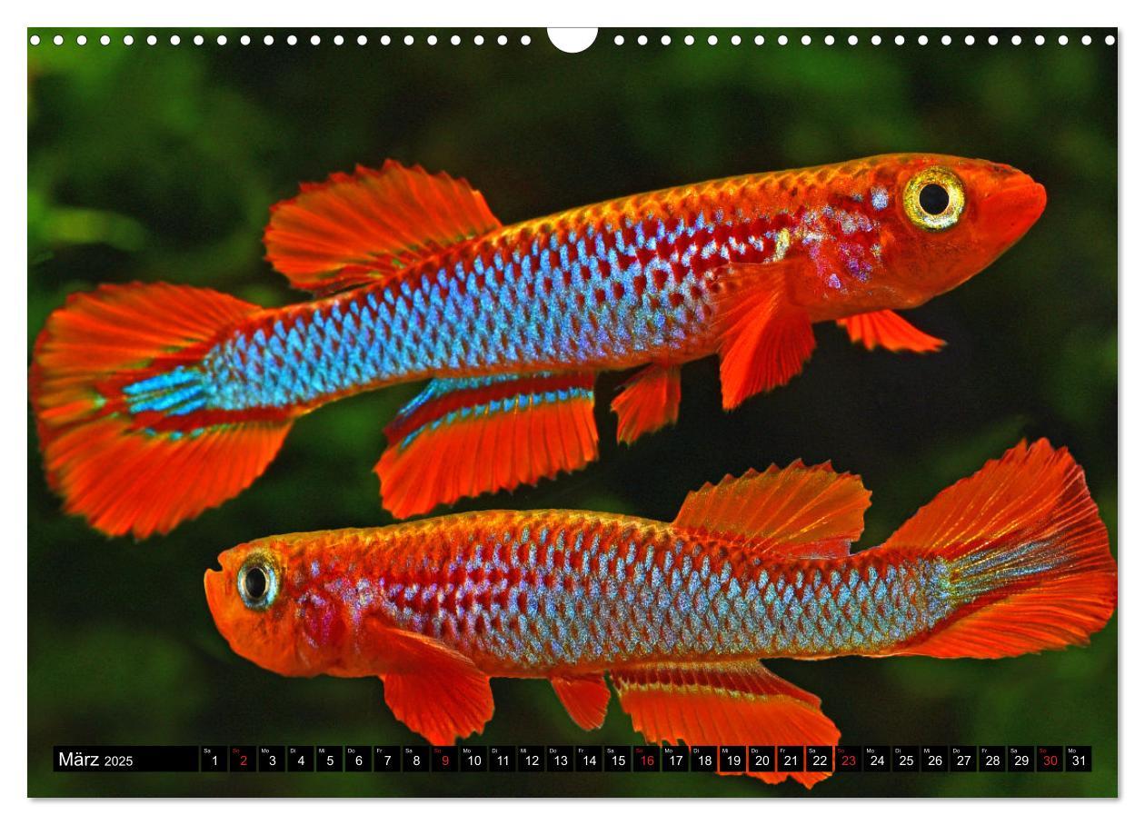 Bild: 9783435521715 | Bunte Fische der Welt - Killifische (Wandkalender 2025 DIN A3...