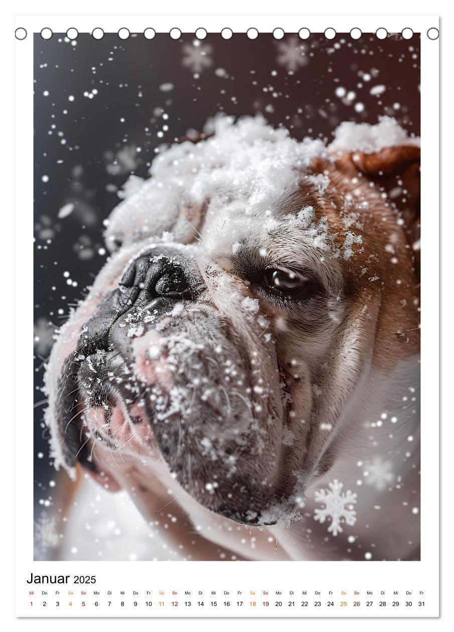 Bild: 9783457175767 | Englische Bulldogge - sanfter Kumpel (Tischkalender 2025 DIN A5...