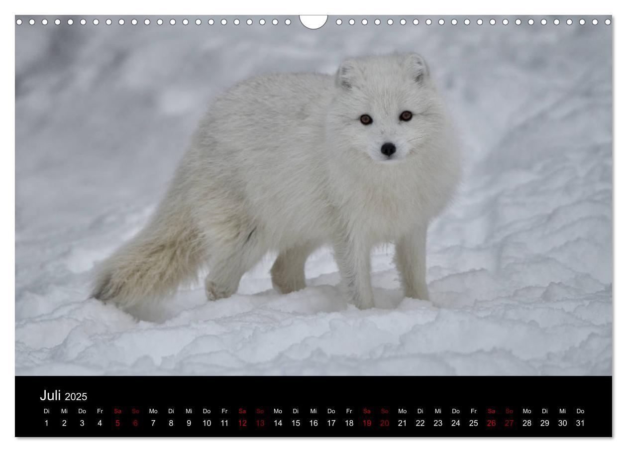 Bild: 9783435440788 | Polarfuchsstudien Wildlife (Wandkalender 2025 DIN A3 quer),...