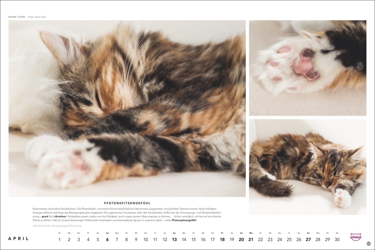 Bild: 9783756404971 | Whiskas Katzenkalender 2025 | Kalender | Spiralbindung | 14 S. | 2025