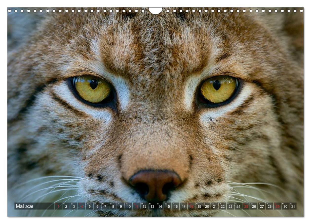 Bild: 9783435689576 | Der Luchs - Dem Pinselohr auf der Spur (Wandkalender 2025 DIN A3...