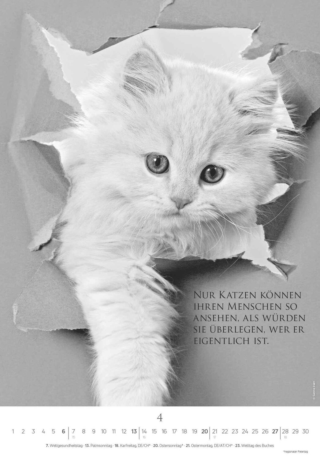 Bild: 4251732341107 | Der poetische Katzenkalender 2025 - Bild-Kalender 23,7x34 cm - mit...