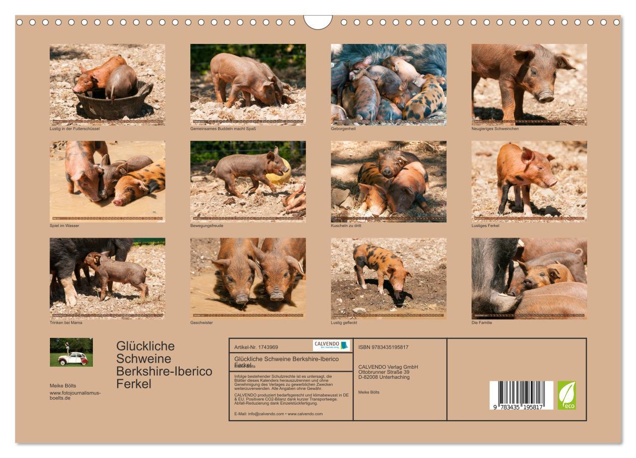 Bild: 9783435195817 | Glückliche Schweine Berkshire-Iberico Ferkel (Wandkalender 2025 DIN...