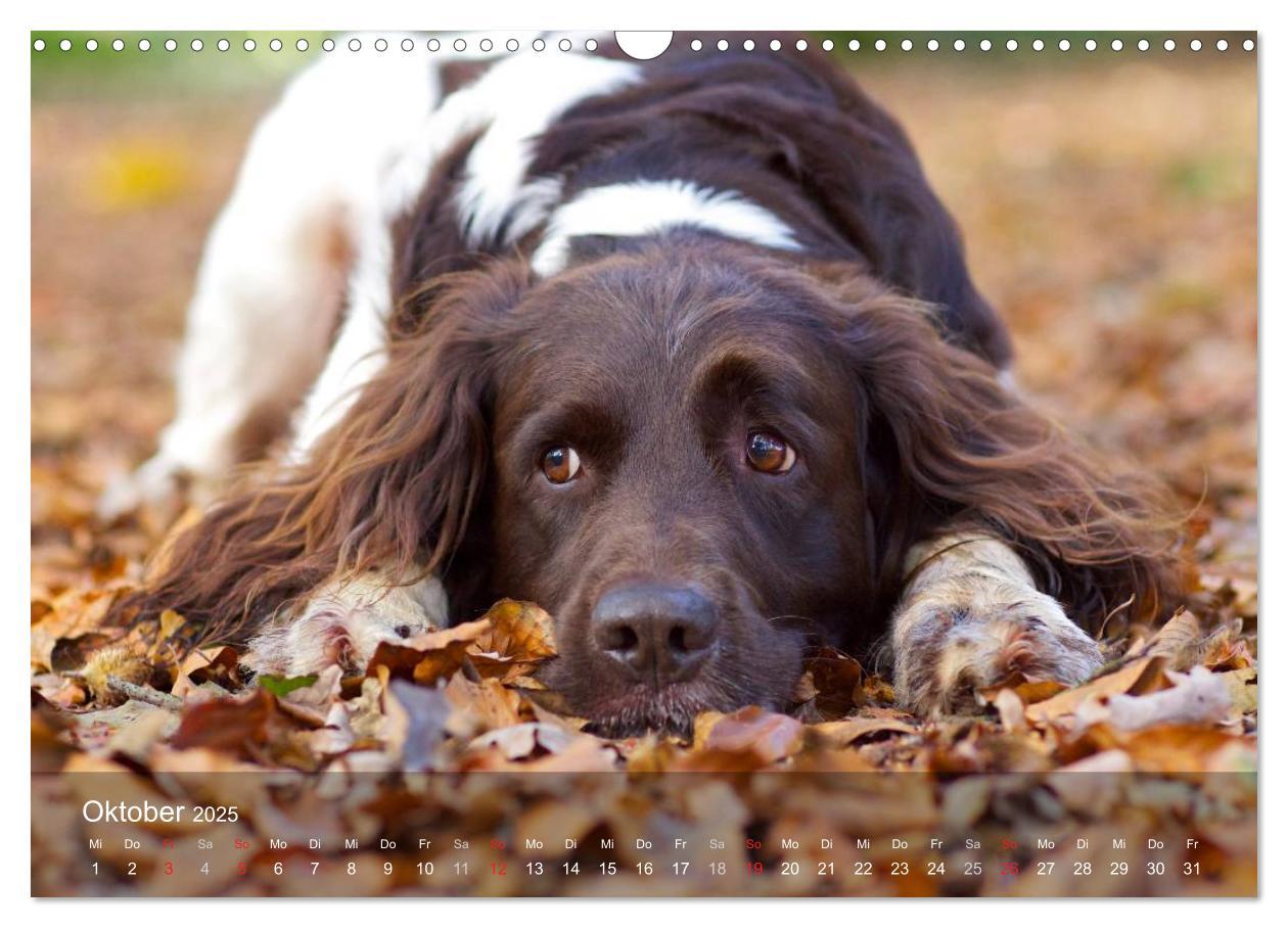 Bild: 9783435632633 | Kleiner Münsterländer Vorstehhund (Wandkalender 2025 DIN A3 quer),...