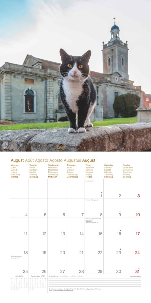 Bild: 4002725987945 | N NEUMANNVERLAGE - Cats Around the World 2025 Broschürenkalender,...