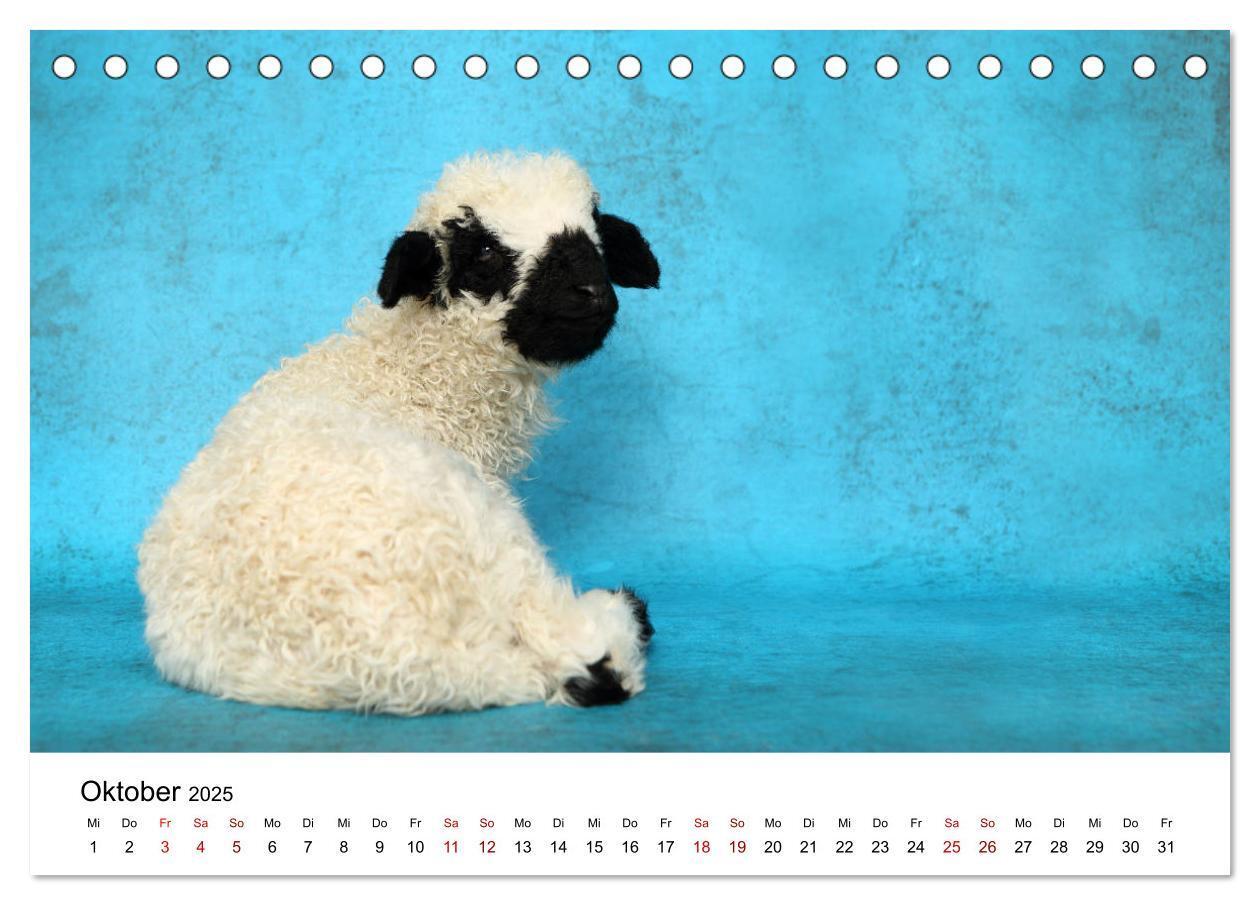 Bild: 9783435326068 | Walliser Schwarznasenschaf Valais Blacknose Sheep (Tischkalender...