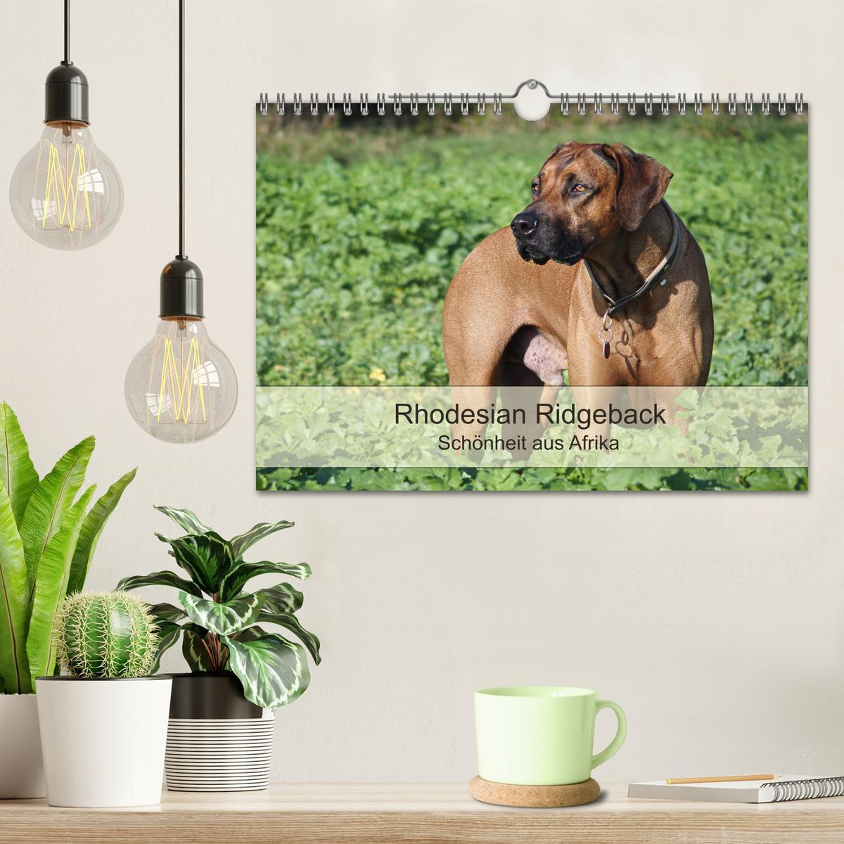 Bild: 9783435482894 | Rhodesian Ridgeback Schönheit aus Afrika (Wandkalender 2025 DIN A4...