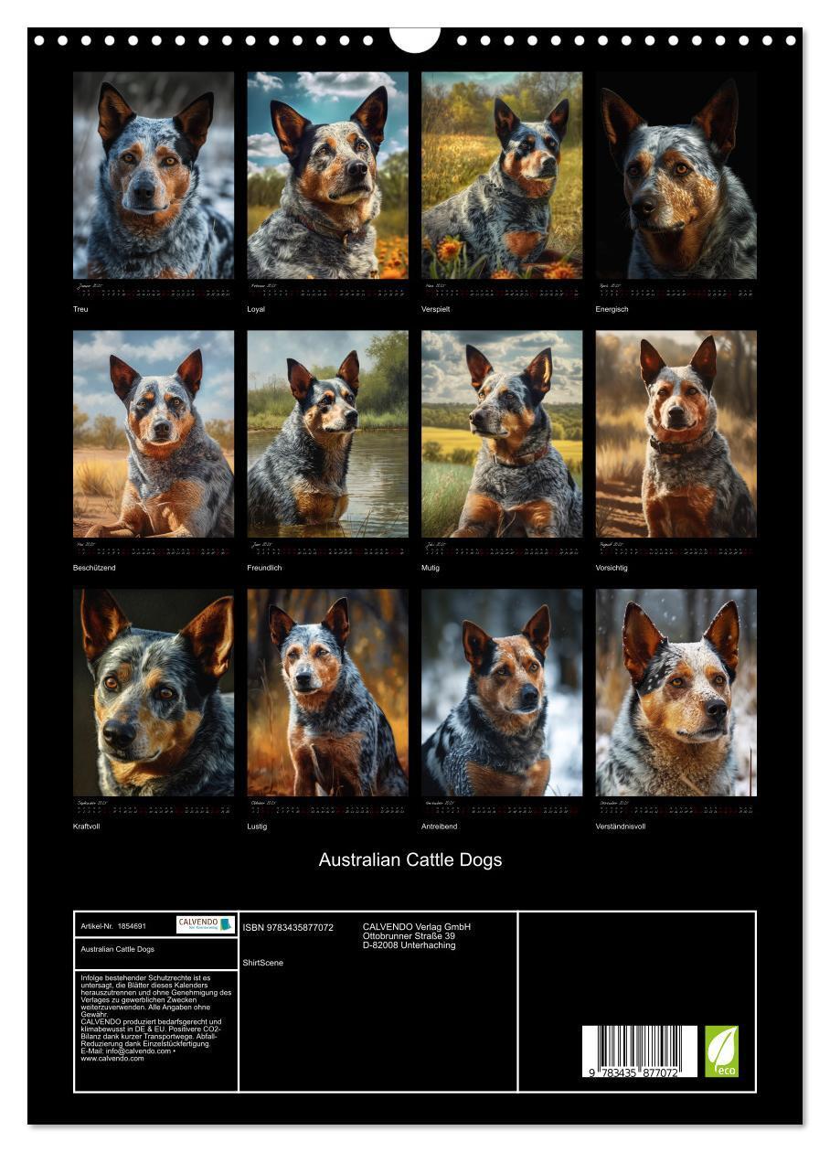 Bild: 9783435877072 | Australian Cattle Dogs (Wandkalender 2025 DIN A3 hoch), CALVENDO...