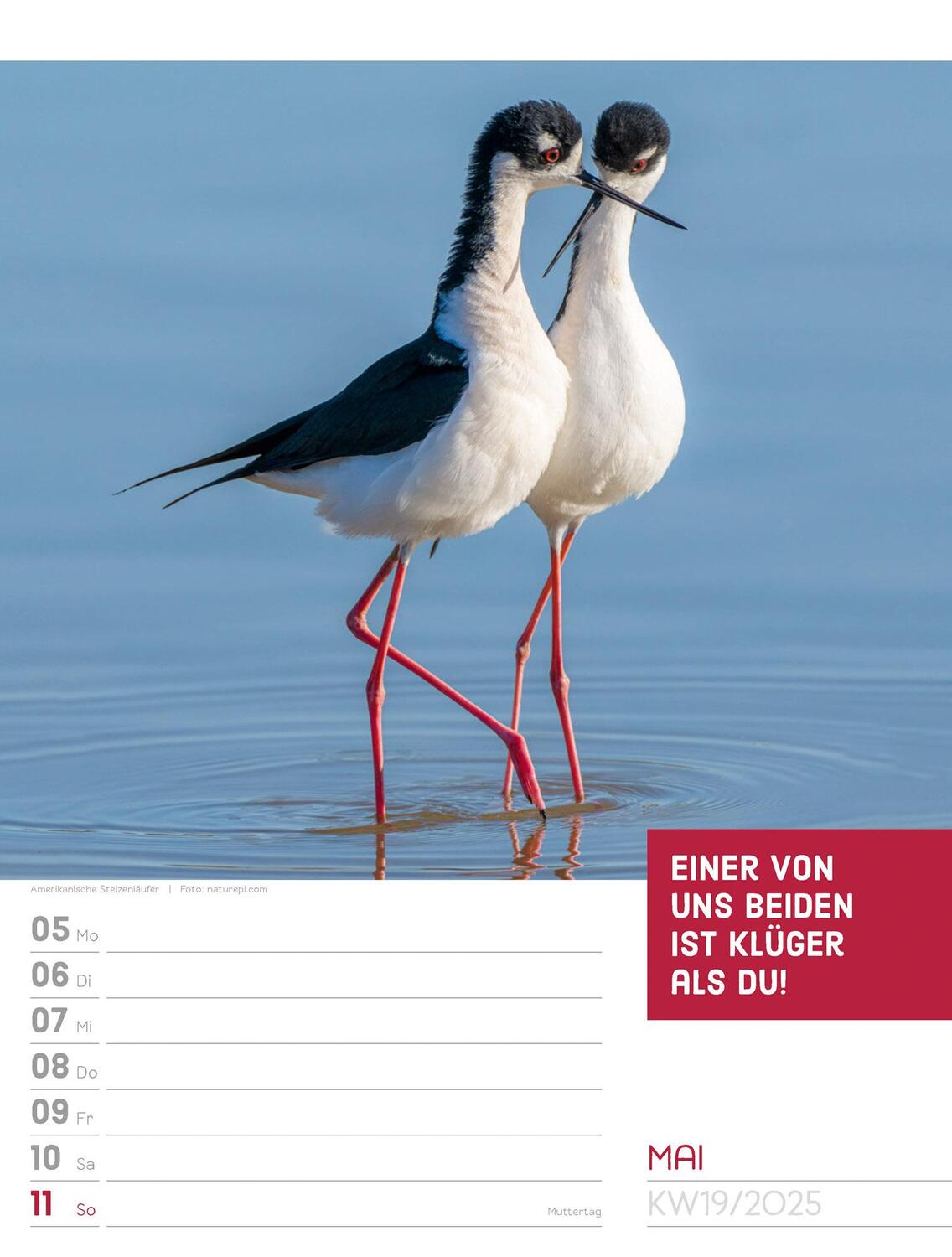 Bild: 9783838425962 | Tierisch! Sprüchekalender - Wochenplaner Kalender 2025 | Kunstverlag