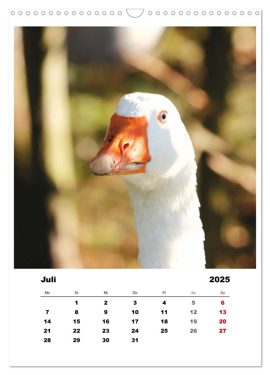 Bild: 9783435927937 | Bauernhoftiere, ganz nah dran (Wandkalender 2025 DIN A3 hoch),...