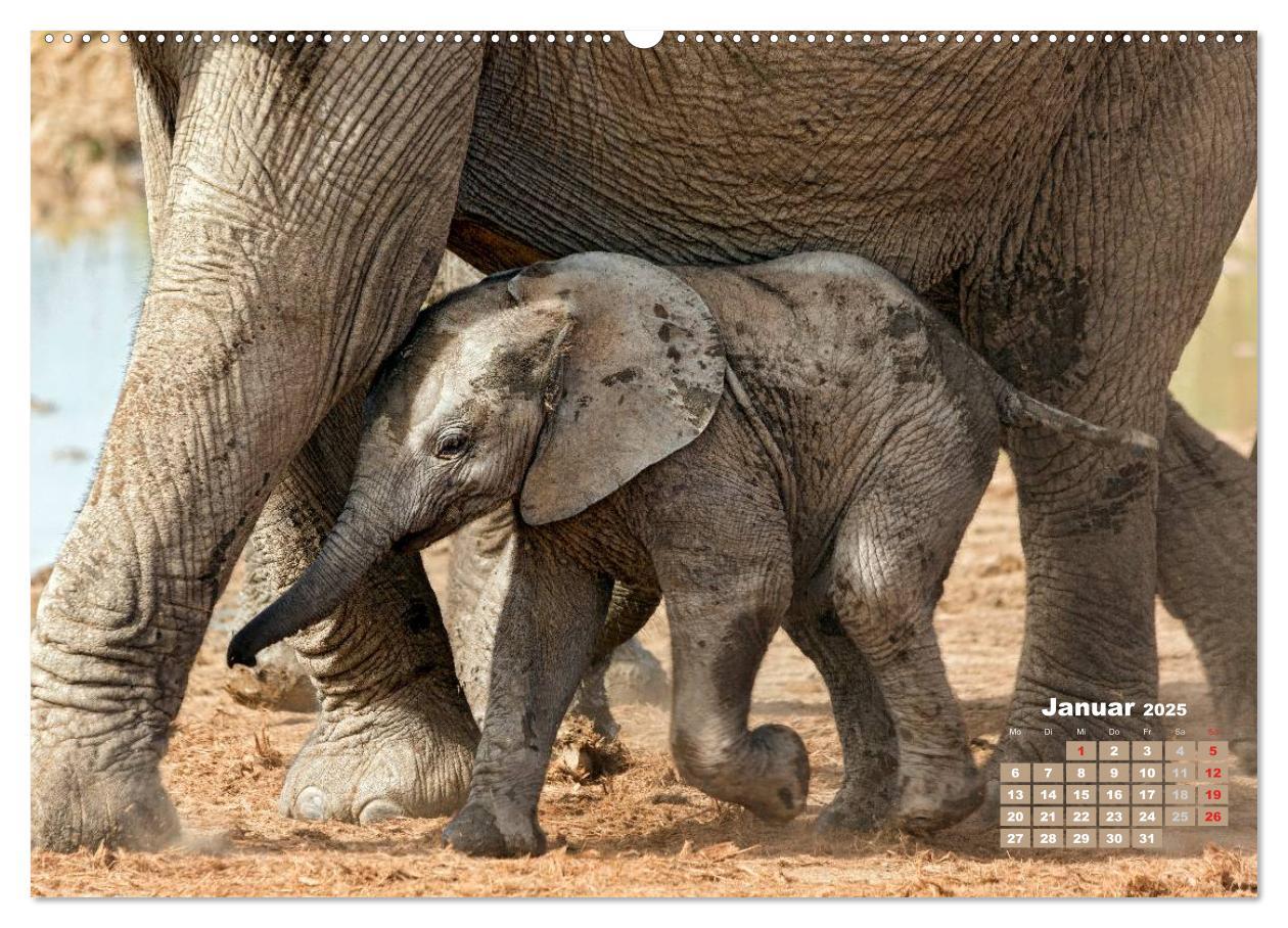 Bild: 9783435716258 | Afrikas Tierwelt: Elefantenbabys (Wandkalender 2025 DIN A2 quer),...