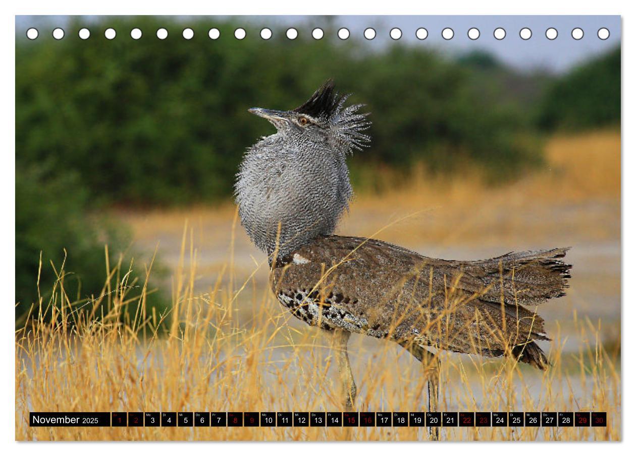 Bild: 9783383920851 | Auf Pirschfahrt im Kgalagadi Transfrontier Park (Tischkalender 2025...