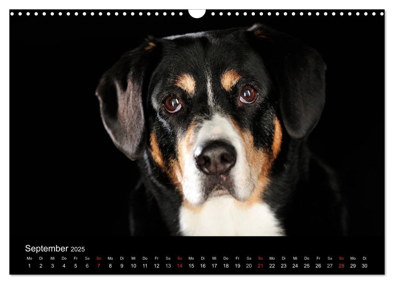 Bild: 9783435742219 | Dogs (Wandkalender 2025 DIN A3 quer), CALVENDO Monatskalender | Noack