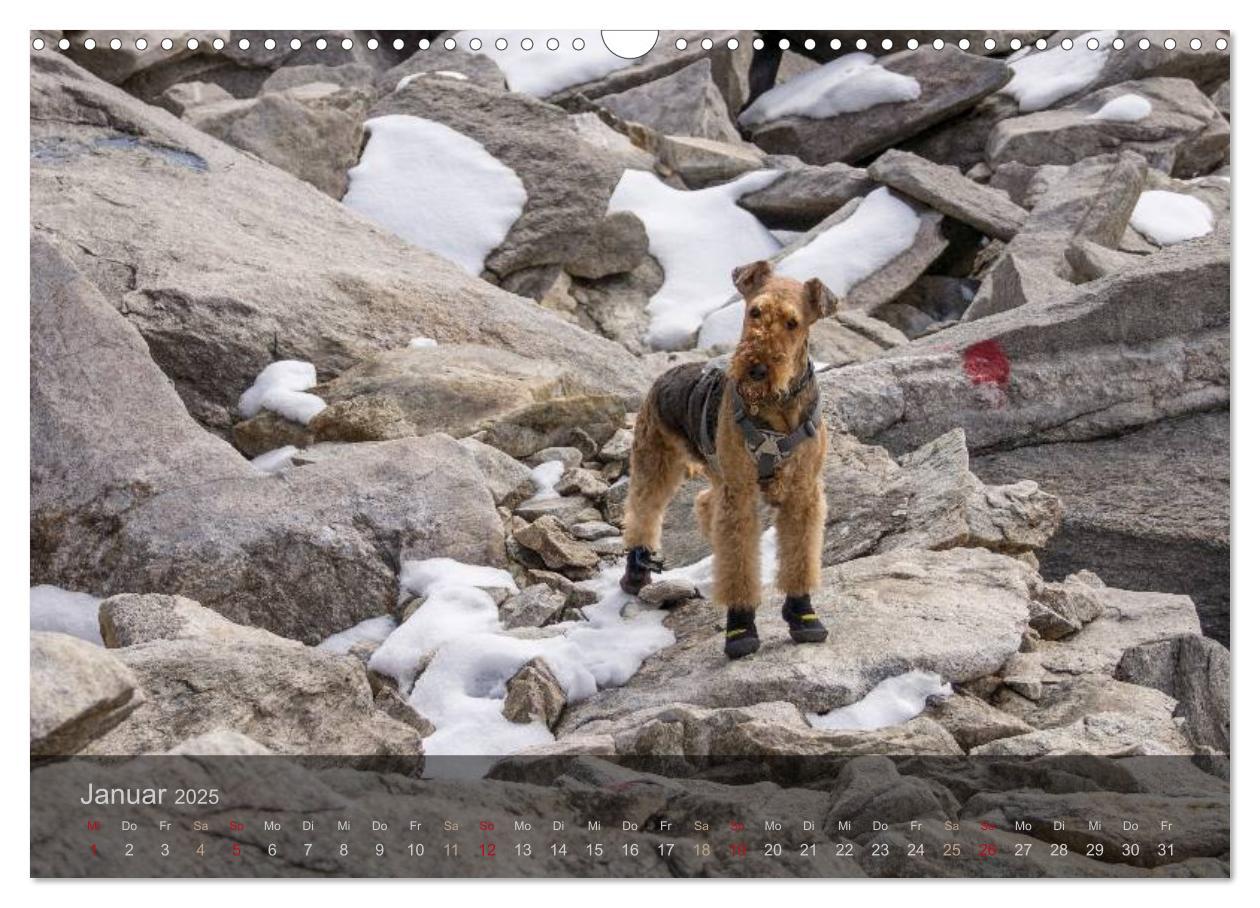 Bild: 9783435559176 | Der Bergdale - mit Hund im Hochgebirge (Wandkalender 2025 DIN A3...