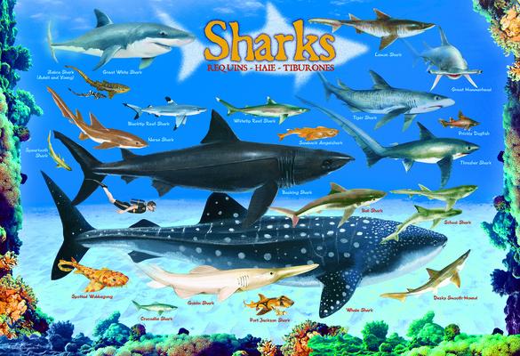 Cover: 628136610797 | Sharks 100 Pieces Eurographics Kids 5+ | Spiel | Englisch | 2018