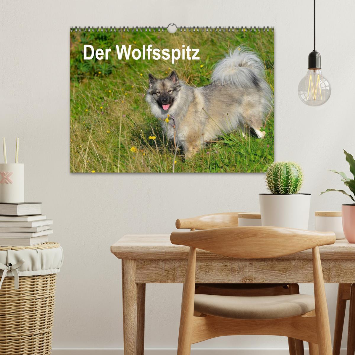 Bild: 9783435804962 | Der Wolfsspitz (Wandkalender 2025 DIN A3 quer), CALVENDO...