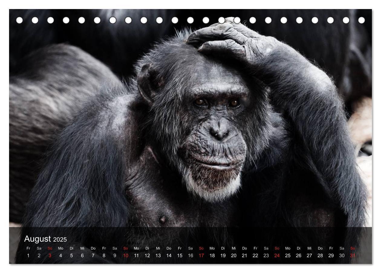 Bild: 9783435623068 | Menschenaffen. Gorillas, Schimpansen, Orang-Utans (Tischkalender...