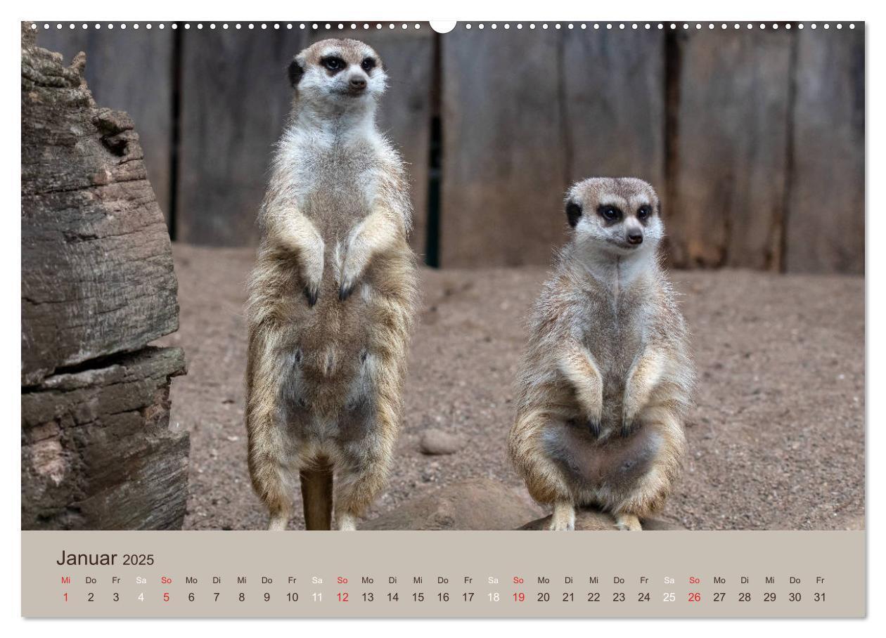 Bild: 9783435210640 | Quirlige Erdmännchen (Wandkalender 2025 DIN A2 quer), CALVENDO...