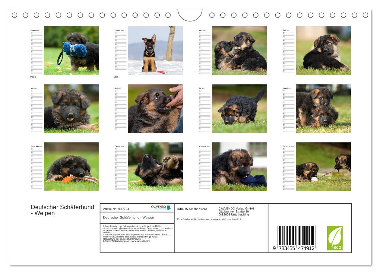 Bild: 9783435474912 | Deutscher Schäferhund - Welpen (Wandkalender 2025 DIN A4 quer),...