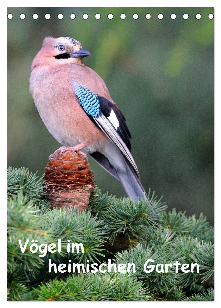 Cover: 9783457042922 | Vögel im heimischen Garten (Tischkalender 2025 DIN A5 hoch),...