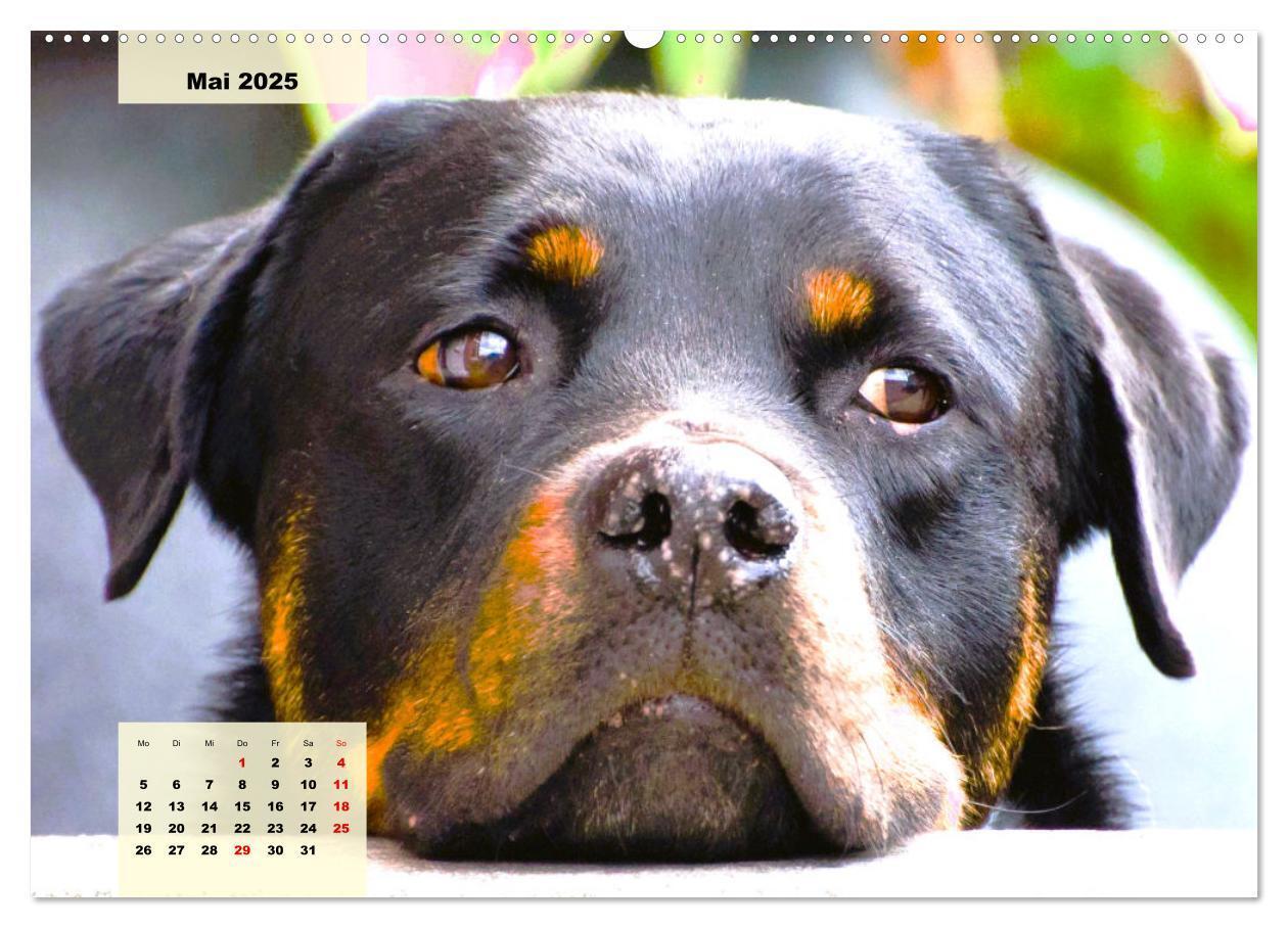 Bild: 9783383944024 | Mein Rottweiler. Nervenstarker Gebrauchs- und Begleithund...