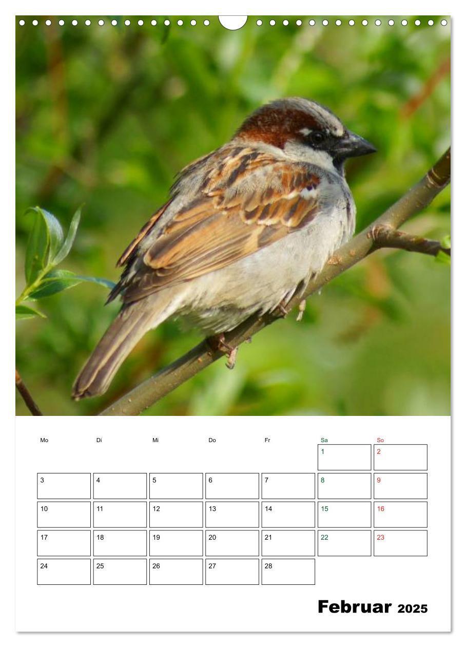 Bild: 9783457079669 | Heimische Singvögel (Wandkalender 2025 DIN A3 hoch), CALVENDO...