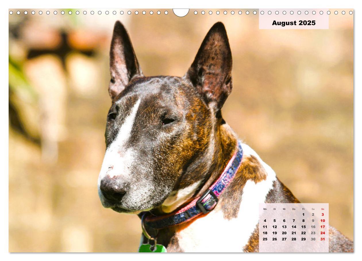 Bild: 9783383947117 | Bullterrier. Freudiges Wesen und Charakter (Wandkalender 2025 DIN...