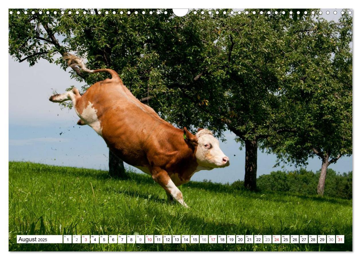 Bild: 9783435733392 | Alpenfleckvieh (Wandkalender 2025 DIN A3 quer), CALVENDO...