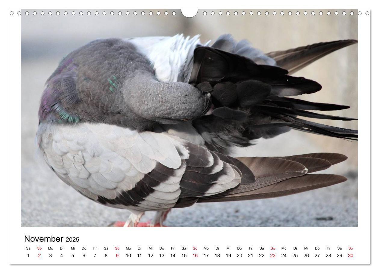 Bild: 9783435756278 | Geliebte Tauben (Wandkalender 2025 DIN A3 quer), CALVENDO...