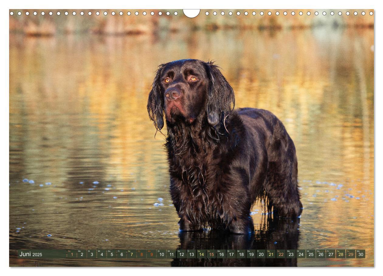 Bild: 9783383838477 | Jagdhund im Portrait - Deutsch Langhaar (Wandkalender 2025 DIN A3...