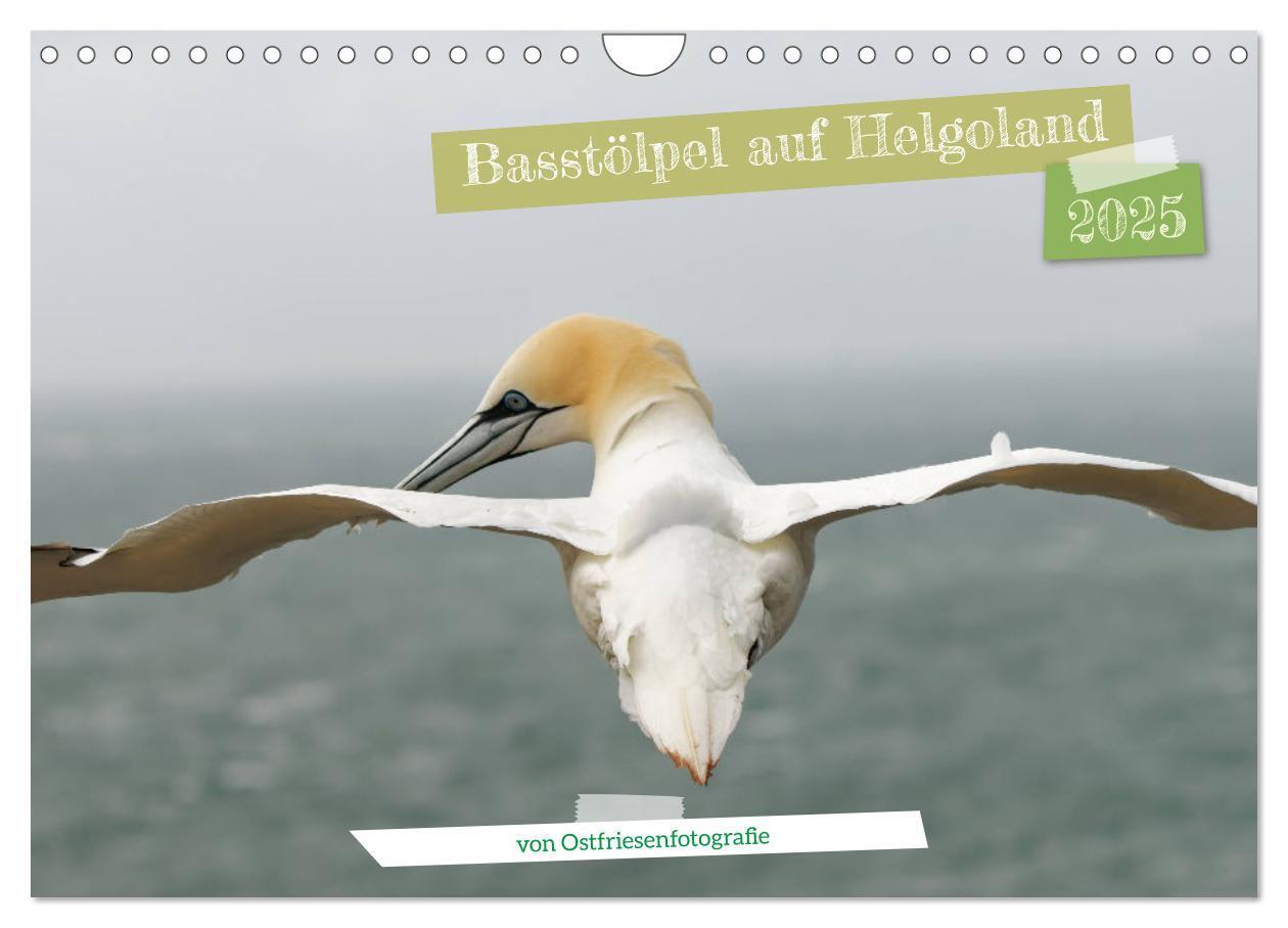 Cover: 9783457207666 | Basstölpel auf Helgoland - von Ostfriesenfotografie (Wandkalender...