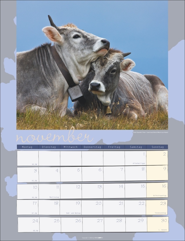 Bild: 9783839900734 | Kuh Kalender 2025 | Marie-Luce Hubert (u. a.) | Kalender | 14 S.