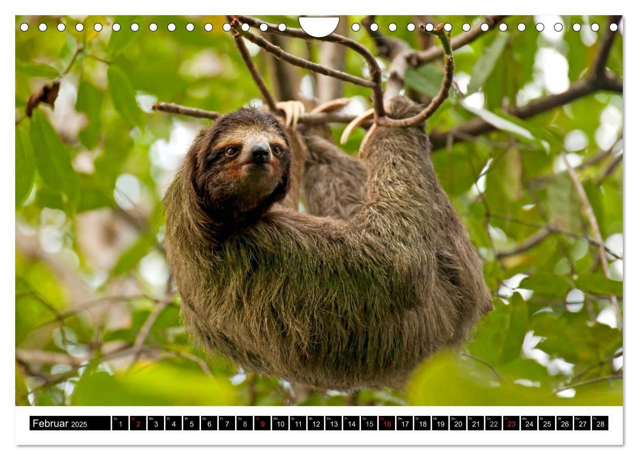 Bild: 9783435831128 | Costa Rica (Wandkalender 2025 DIN A4 quer), CALVENDO Monatskalender