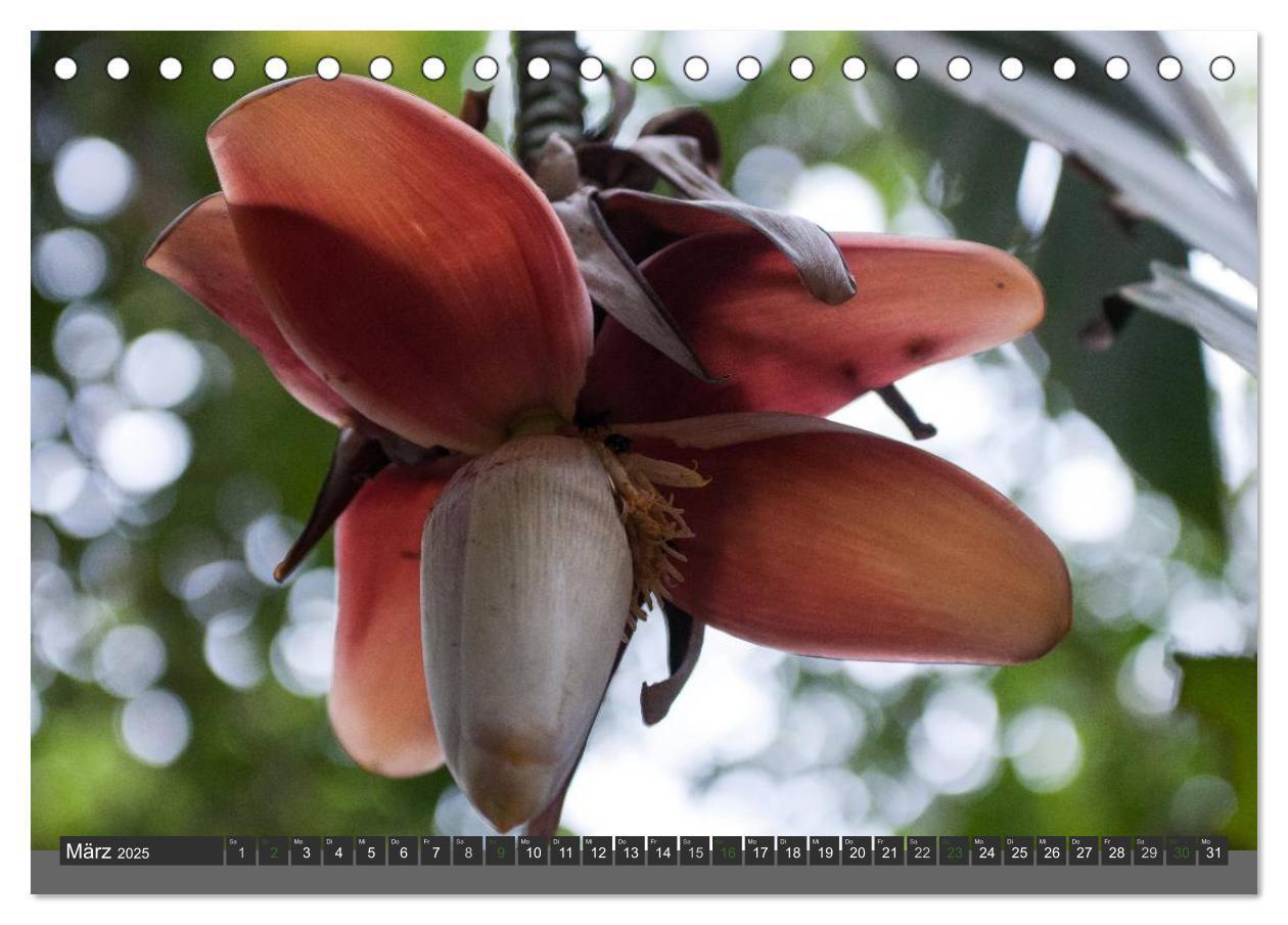 Bild: 9783435656127 | COSTA RICA - PURA VIDA (Tischkalender 2025 DIN A5 quer), CALVENDO...