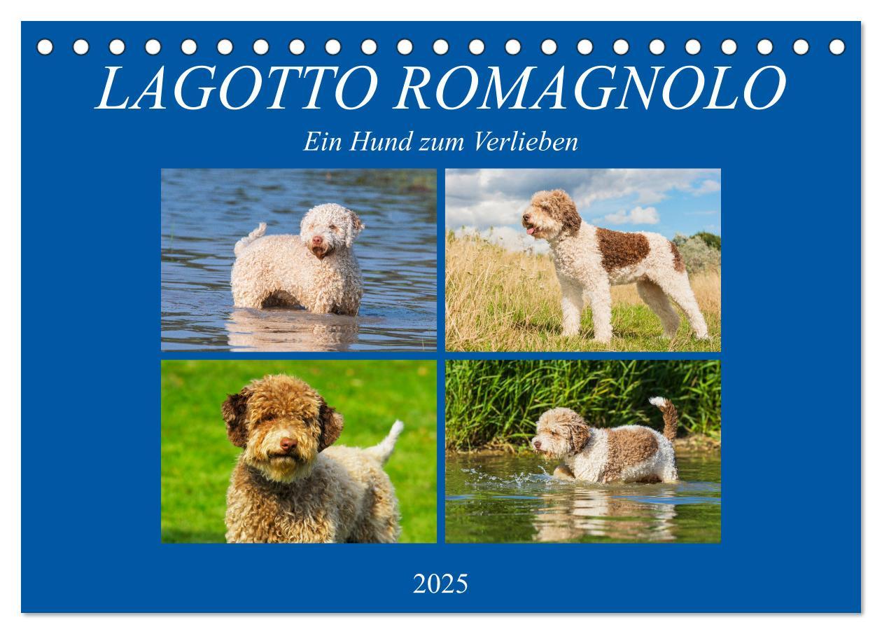 Cover: 9783435311484 | Lagotto Romagnolo - Ein Hund zum Verlieben (Tischkalender 2025 DIN...