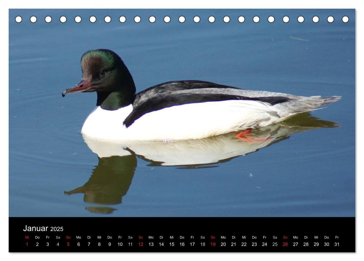 Bild: 9783435833610 | Das Leben der Enten (Tischkalender 2025 DIN A5 quer), CALVENDO...