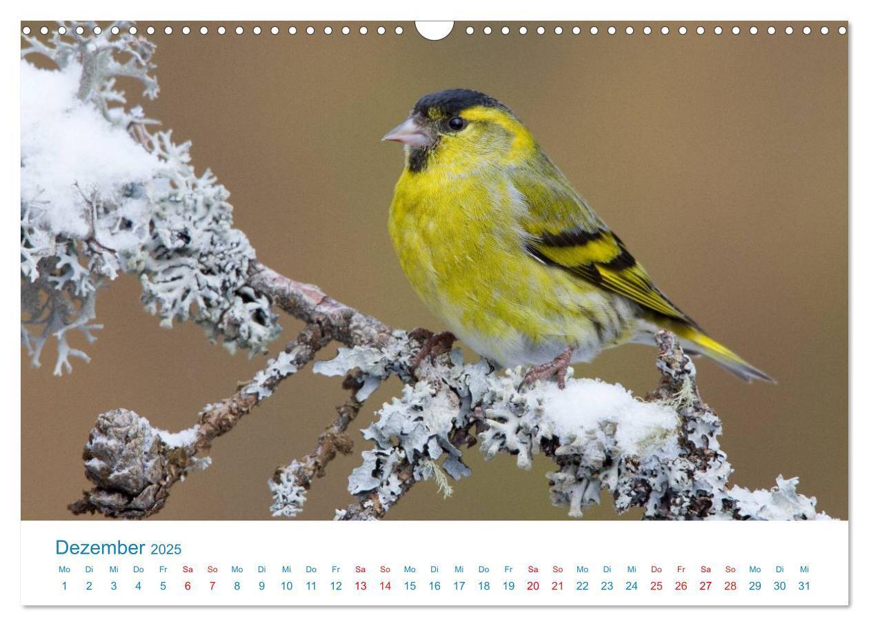 Bild: 9783435464357 | Singvögel - 12 Arten im Garten (Wandkalender 2025 DIN A3 quer),...