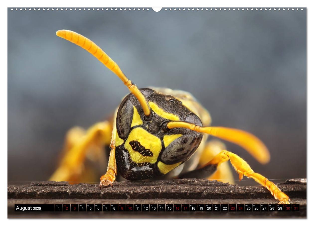 Bild: 9783435340002 | Faszination Makrofotografie: Wespen und Bienen (Wandkalender 2025...