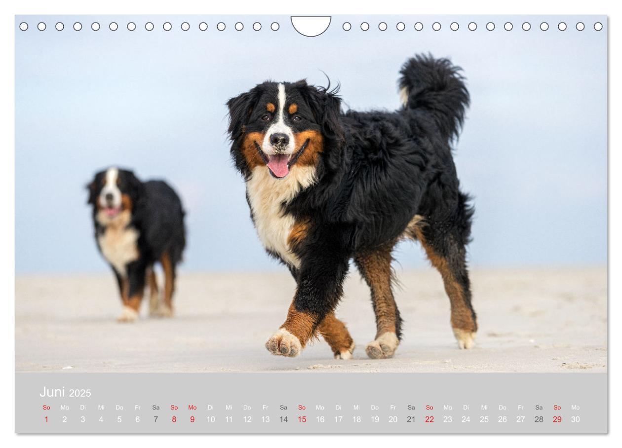 Bild: 9783435659890 | Liebling BERNER SENNENHUND (Wandkalender 2025 DIN A4 quer),...