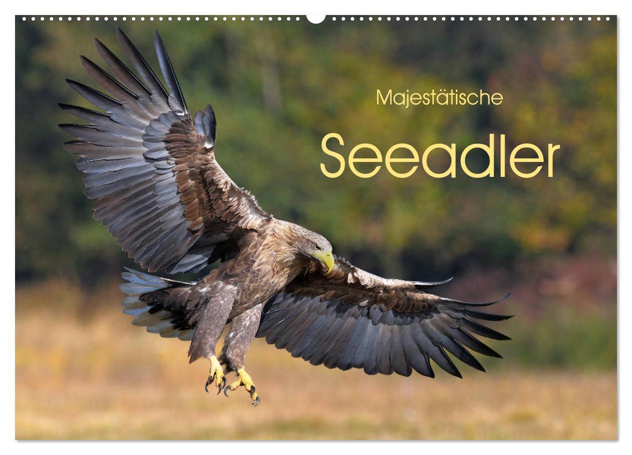 Cover: 9783435230105 | Majestätische Seeadler (Wandkalender 2025 DIN A2 quer), CALVENDO...