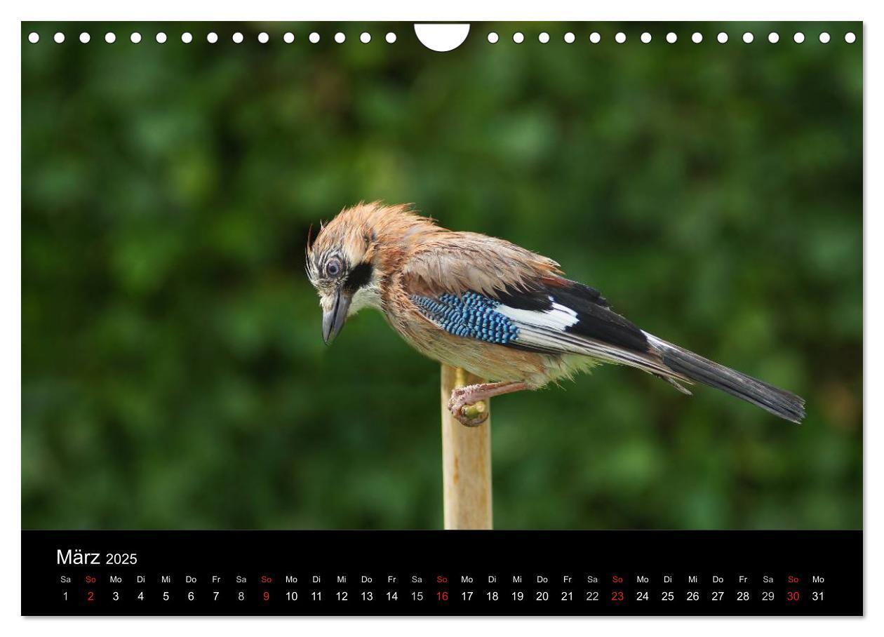 Bild: 9783435626670 | Singvögel in Deutschland (Wandkalender 2025 DIN A4 quer), CALVENDO...