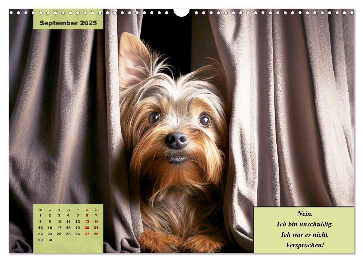 Bild: 9783383920219 | Der humoristische Yorkshire Terrier Kalender (Wandkalender 2025 DIN...