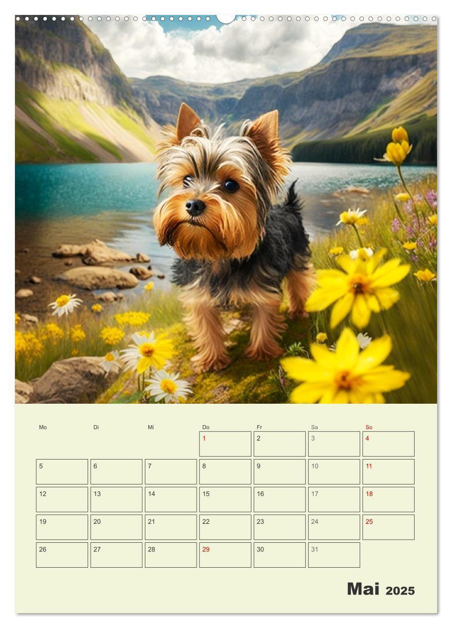 Bild: 9783435874200 | Yorkshire Terrier. Fröhliche Energiebündel in Aktion (Wandkalender...