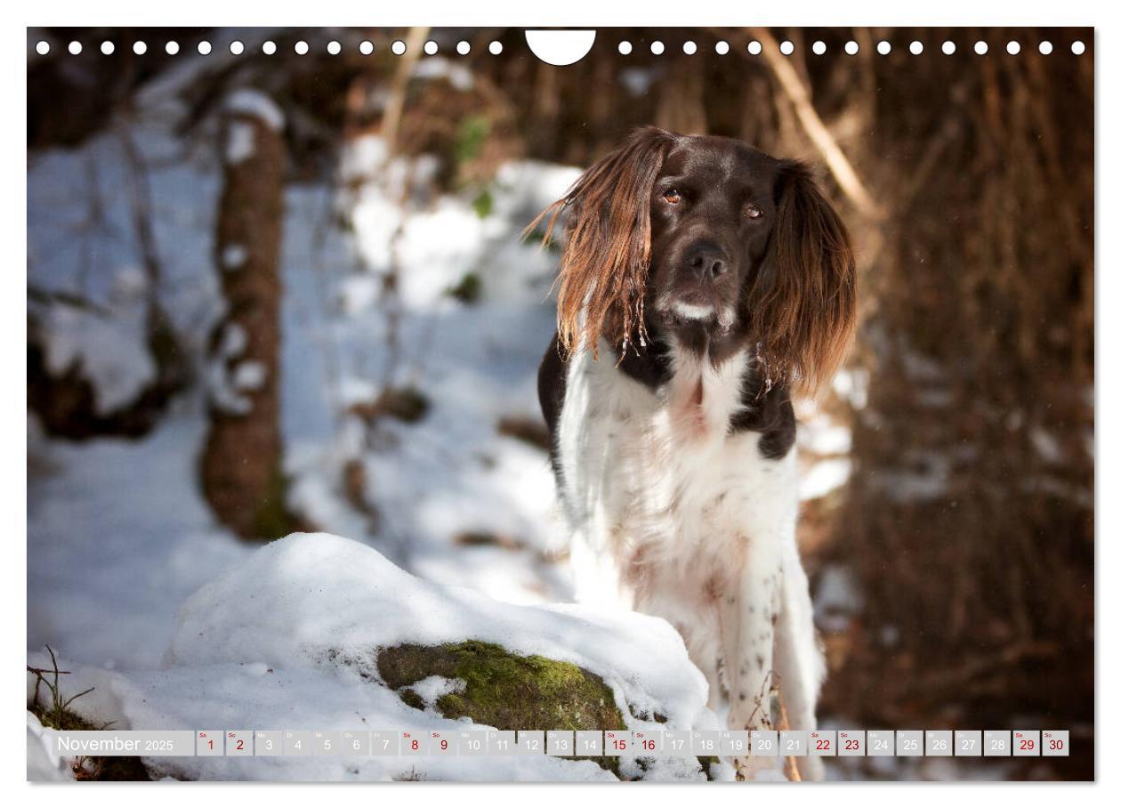 Bild: 9783435269396 | Passion Jagdhund - Kleiner Münsterländer (Wandkalender 2025 DIN A4...