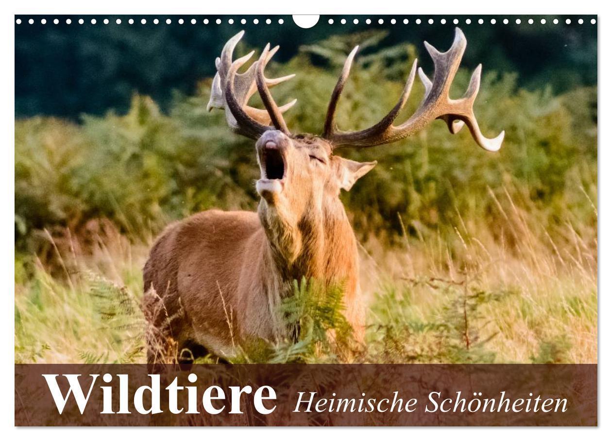 Cover: 9783435605927 | Wildtiere. Heimische Schönheiten (Wandkalender 2025 DIN A3 quer),...